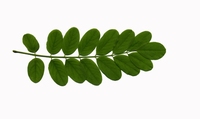 Miel d'Acacia 1000 g  Pot de 1000 g