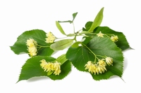 Miel Tilleul  250 g  Pot de 250 g