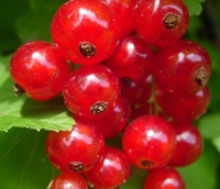 Confiture de Groseilles 200 g pot de 200 g