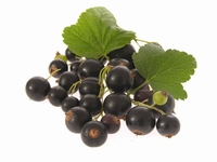 Confiture de Cassis 350 g Pot de 350 g