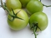 Confiture de Tomates Vertes 200 g pot de 200 g